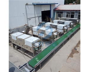 核桃仁脫皮機 98%核桃去皮機